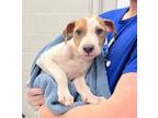 Adopt Faye a Tan/Yellow/Fawn American Pit Bull Terrier / Mixed dog in Kansas