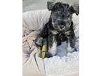 Adopt Banana a Miniature Schnauzer / Mixed dog in Rancho Cucamonga