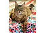 Adopt Mara a Brown Tabby Maine Coon / Mixed (long coat) cat in Powell