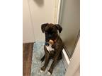 Adopt Baxter a Brindle - with White Boxer / Mixed dog in Greenwood