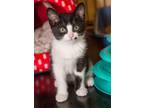 Adopt Jill a Black & White or Tuxedo Domestic Shorthair (short coat) cat in