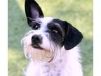 Adopt Lucy a White - with Black Havanese / Norfolk Terrier / Mixed dog in Allen