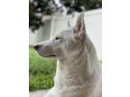 Adopt Winter a White Husky / Mixed dog in Orlando, FL (35178624)