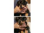 Adopt Rottie rollers a Black - with Brown, Red, Golden, Orange or Chestnut