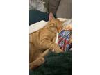 Adopt JJ a Orange or Red Tabby American Shorthair / Mixed (short coat) cat in