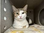 Adopt Freesia a Brown Tabby Domestic Shorthair (short coat) cat in Powell