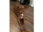 Adopt Kira a Red/Golden/Orange/Chestnut Labrador Retriever / Hound (Unknown