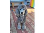 Adopt Charlie a Gray/Blue/Silver/Salt & Pepper Standard Poodle / Mixed dog in