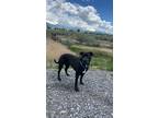Adopt Moose a Black Bull Terrier / Labrador Retriever / Mixed dog in Lehi