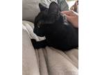 Adopt Bellatrix a All Black Bombay / Mixed (short coat) cat in Greenwood