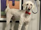 Adopt Ronnie a White Standard Poodle / Mixed dog in Pickering, ON (41438894)