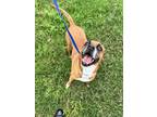 Adopt Suki a Brown/Chocolate Boxer / Mixed dog in Cibolo, TX (41438895)