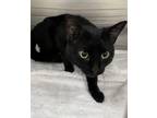 Adopt Tapas a All Black Domestic Shorthair / Domestic Shorthair / Mixed cat in