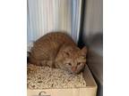Adopt Greg a Orange or Red Domestic Shorthair / Mixed Breed (Medium) / Mixed