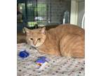 Adopt KILGARRAH a Cream or Ivory Domestic Shorthair / Mixed (short coat) cat in