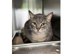 Adopt KELPIE a Gray or Blue Domestic Shorthair / Mixed (short coat) cat in