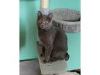 Adopt Kira a Gray or Blue Domestic Shorthair (short coat) cat in Warren