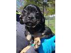 Adopt Runtz Wallace a Black - with Tan, Yellow or Fawn Pug / Terrier (Unknown