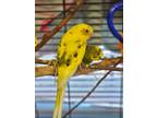 Adopt Sol a Yellow Parakeet - Other bird in Medfield, MA (41438730)