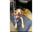 Adopt Blue a Brown/Chocolate - with White American Pit Bull Terrier dog in