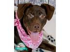 Adopt Tootsie a Labrador Retriever / Mixed dog in Kennesaw, GA (41438837)