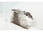 Adopt Judy Hopps a White Harlequin / Mixed rabbit in Hudson, WI (41438717)