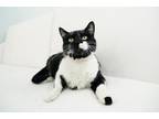 Adopt Tookins a Black & White or Tuxedo Domestic Shorthair (short coat) cat in