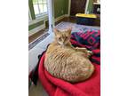 Adopt Fred a Orange or Red Tabby American Shorthair / Mixed (short coat) cat in