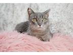 Adopt Lilbet a Brown Tabby Domestic Shorthair (short coat) cat in Hudson