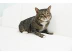 Adopt Earl a Tan or Fawn Tabby Domestic Shorthair (medium coat) cat in Hudson