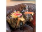 Adopt Ripple NJ a Brindle - with White Mountain Cur / Mixed dog in Rockaway
