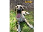 Adopt Ginger a Tan/Yellow/Fawn Great Dane / Mixed dog in Dahlonega