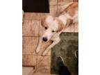 Adopt Teddy a White - with Tan, Yellow or Fawn Great Pyrenees / Mixed dog in