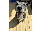 Adopt Makara a Black - with White Mutt / American Pit Bull Terrier / Mixed dog