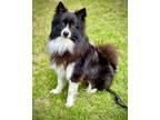 Adopt Ace a Black - with White Australian Shepherd / German Spitz / Mixed dog in