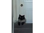 Adopt Jeff a Black & White or Tuxedo Himalayan / Mixed (long coat) cat in