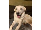 Adopt Cane a White Great Pyrenees / Labrador Retriever / Mixed dog in Saint