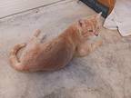 Adopt Blessed a Orange or Red (Mostly) American Shorthair / Mixed (short coat)