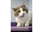 Adopt Romeo a Domestic Shorthair / Mixed cat in Canton, GA (41438784)