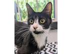 Adopt Ana a All Black Domestic Shorthair / Domestic Shorthair / Mixed cat in