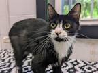 Adopt Ana a All Black Domestic Shorthair / Domestic Shorthair / Mixed cat in