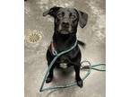 Adopt Roger a Black Labrador Retriever / Terrier (Unknown Type