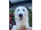 Adopt Aviator - Available in Foster a White Great Pyrenees / Mixed dog in