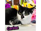 Adopt Carina a All Black Domestic Shorthair / Domestic Shorthair / Mixed cat in