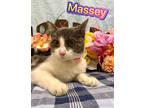 Adopt Massey a Gray or Blue Domestic Shorthair / Domestic Shorthair / Mixed cat