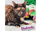 Adopt Shadyside a Brown Tabby Domestic Mediumhair / Mixed Breed (Medium) / Mixed