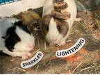 Adopt Sparkles (& Lightening) a Black Guinea Pig / Guinea Pig / Mixed small