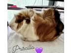 Adopt Priscilla a Brown or Chocolate Guinea Pig / Guinea Pig / Mixed (long coat)