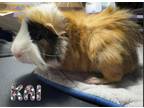 Adopt Kai a Blonde Guinea Pig / Guinea Pig / Mixed (long coat) small animal in