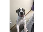 Adopt Eugene a White - with Gray or Silver American Pit Bull Terrier / American